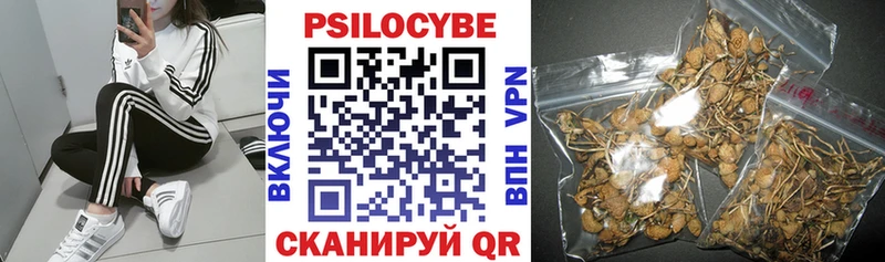 Купить закладки  Урус-Мартан  Галлюциногенные грибы Psilocybine cubensis 